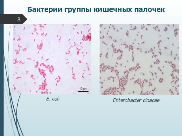 Бактерии группы кишечных палочек E. coli Enterobacter cloacae