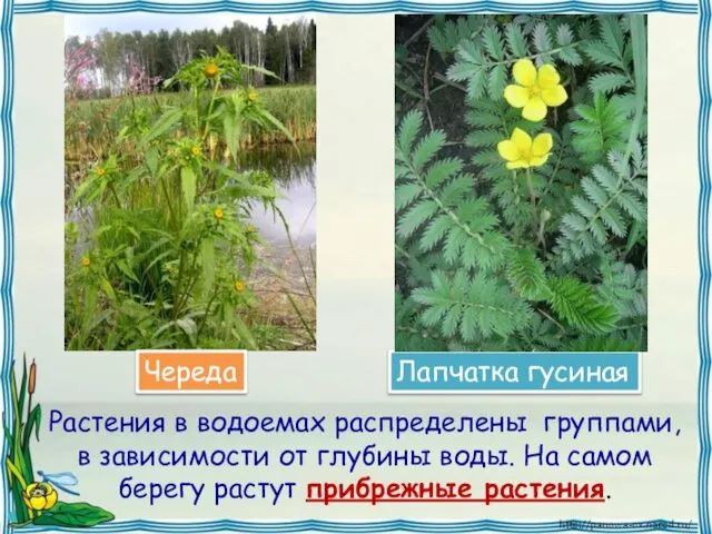 Растения в водоемах распределены группами, в зависимости от глубины воды. На