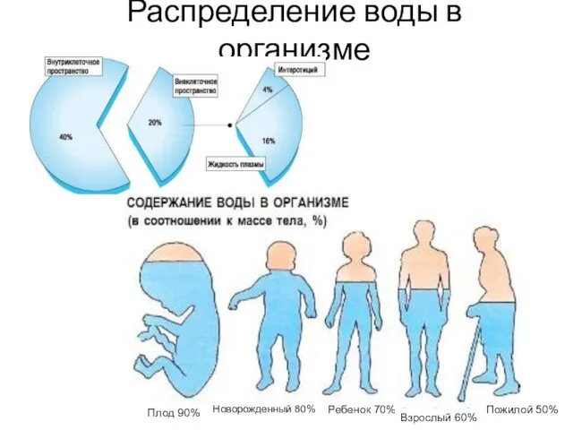 Распределение воды в организме