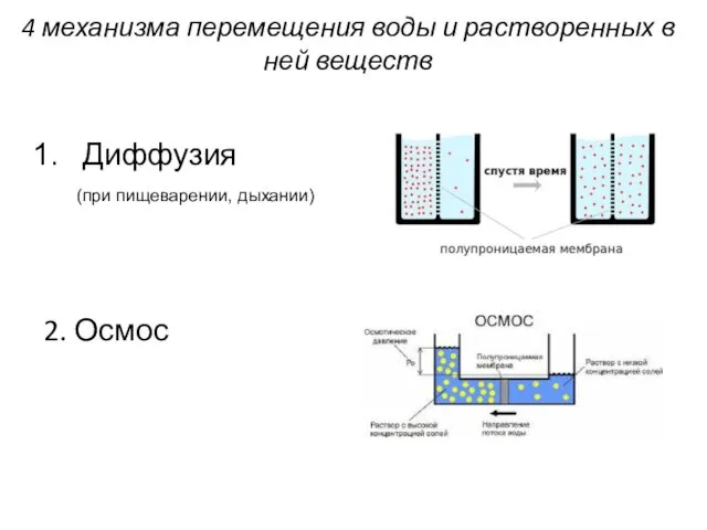 4 механизма перемещения воды и растворенных в ней веществ Диффузия 2. Осмос (при пищеварении, дыхании)