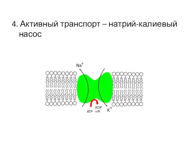 4. Активный транспорт – натрий-калиевый насос