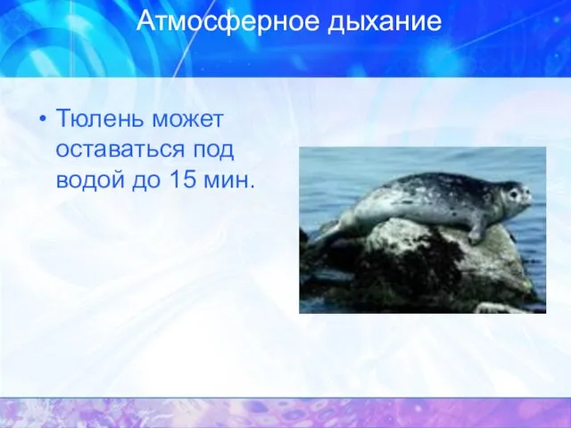 Атмосферное дыхание Тюлень может оставаться под водой до 15 мин.