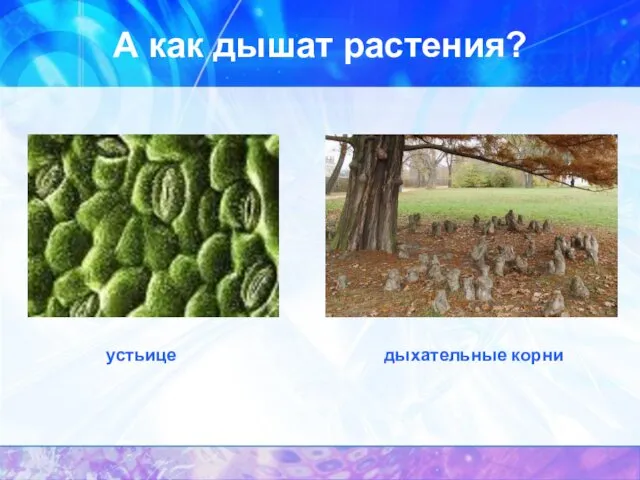 А как дышат растения? устьице дыхательные корни