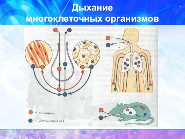 Дыхание многоклеточных организмов