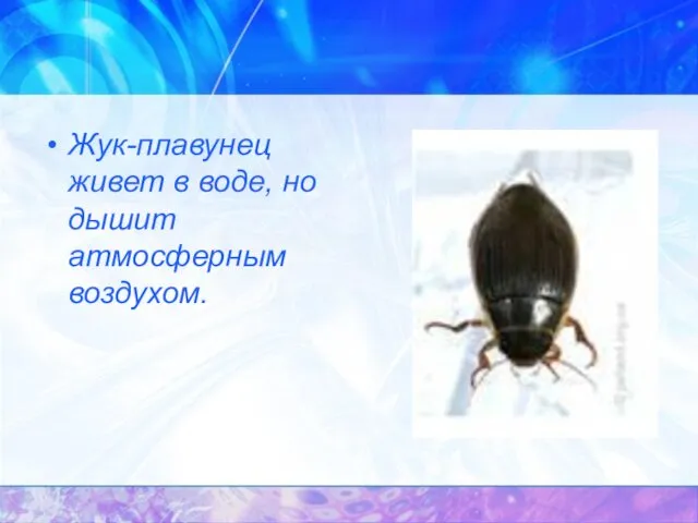 Жук-плавунец живет в воде, но дышит атмосферным воздухом.