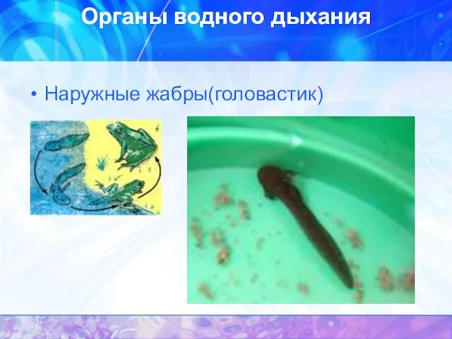 Органы водного дыхания Наружные жабры(головастик)