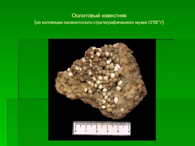 Оолитовый известняк (из коллекции палеонтолого-стратиграфического музея СПбГУ)