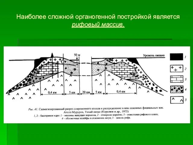 Наиболее сложной органогенной постройкой является рифовый массив.