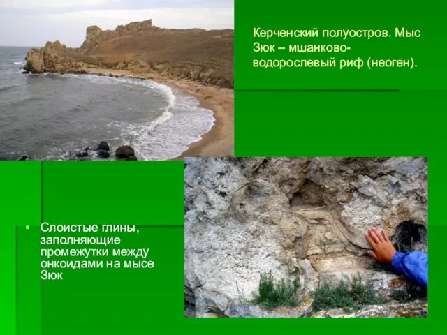 Керченский полуостров. Мыс Зюк – мшанково-водорослевый риф (неоген). Слоистые глины, заполняющие