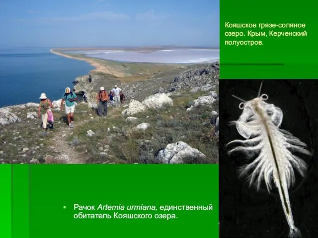 Кояшское грязе-соляное озеро. Крым, Керченский полуостров. Рачок Artemia urmiana, единственный обитатель Кояшского озера.