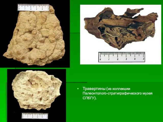 Травертины (из коллекции Палеонтолого-стратиграфического музея СПбГУ).