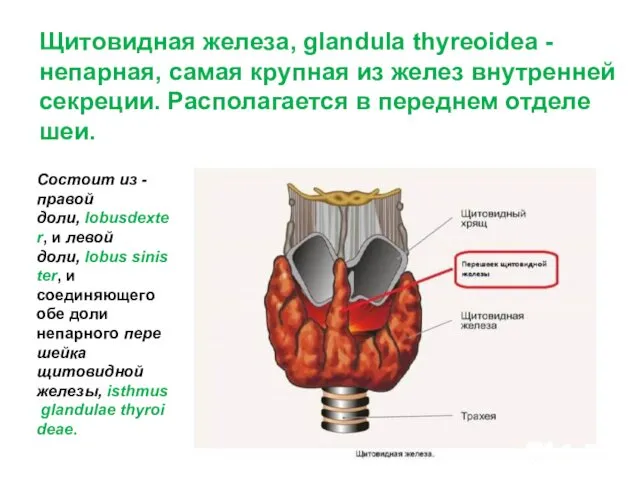 Щитовидная железа, glandula thyreoidea - непарная, самая крупная из желез внутренней