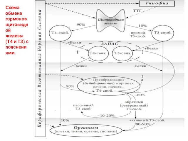 Схема обмена гормонов щитовидной железы (Т4 и Т3) с пояснениями.