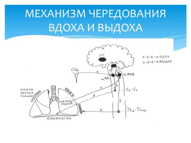 МЕХАНИЗМ ЧЕРЕДОВАНИЯ ВДОХА И ВЫДОХА