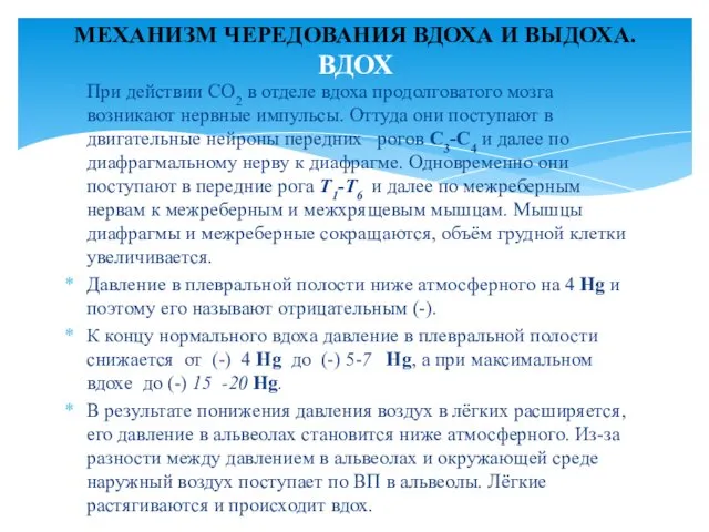 При действии СО2 в отделе вдоха продолговатого мозга возникают нервные импульсы.