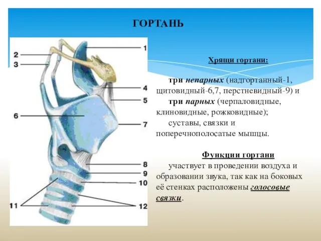 ГОРТАНЬ Хрящи гортани: три непарных (надгортанный-1, щитовидный-6,7, перстневидный-9) и три парных