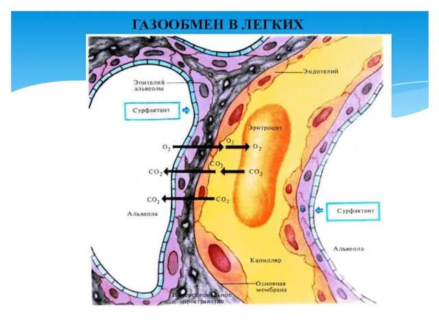 ГАЗООБМЕН В ЛЕГКИХ