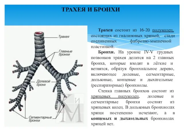 ТРАХЕЯ И БРОНХИ Трахея состоит из 16-20 полуколец, состоящих из гиалиновых