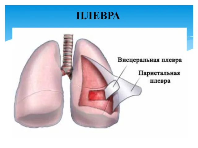 ПЛЕВРА