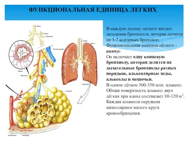 ФУНКЦИОНАЛЬНАЯ ЕДИНИЦА ЛЕГКИХ В каждую дольку легкого входит дольковая бронхиола, которая