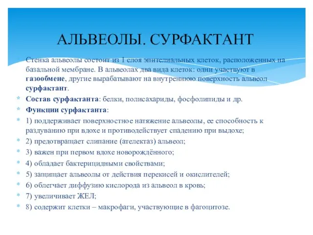 Стенка альвеолы состоит из 1 слоя эпителиальных клеток, расположенных на базальной