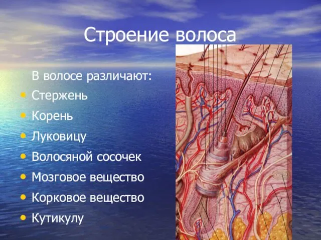 Строение волоса В волосе различают: Стержень Корень Луковицу Волосяной сосочек Мозговое вещество Корковое вещество Кутикулу