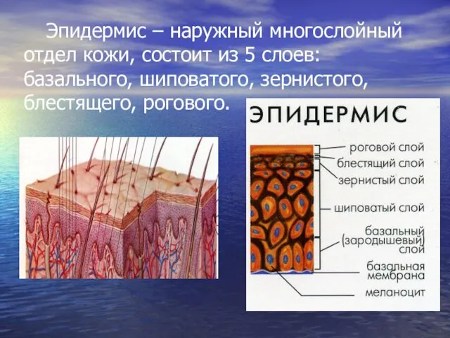 Эпидермис – наружный многослойный отдел кожи, состоит из 5 слоев: базального, шиповатого, зернистого, блестящего, рогового.