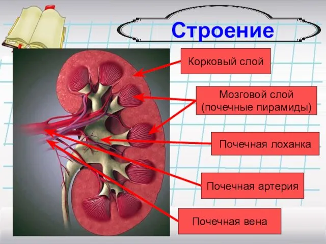 Строение почки Корковый слой Мозговой слой (почечные пирамиды) Почечная лоханка Почечная артерия Почечная вена