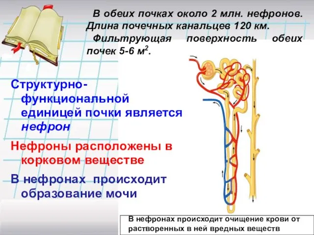 Структурно- функциональной единицей почки является нефрон Нефроны расположены в корковом веществе