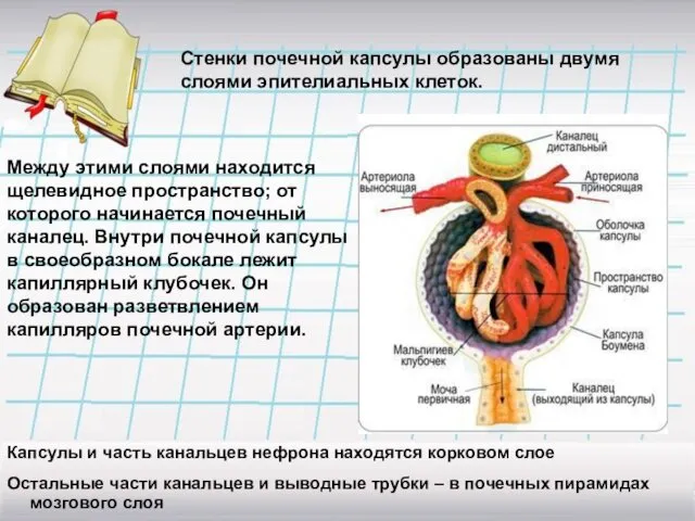 Стенки почечной капсулы образованы двумя слоями эпителиальных клеток. Между этими слоями