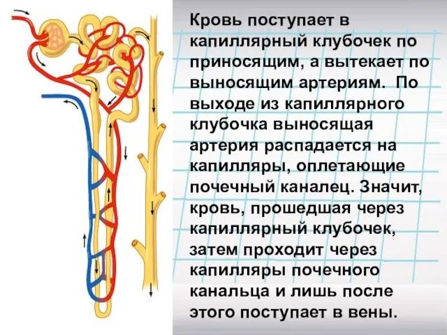 Кровь поступает в капиллярный клубочек по приносящим, а вытекает по выносящим