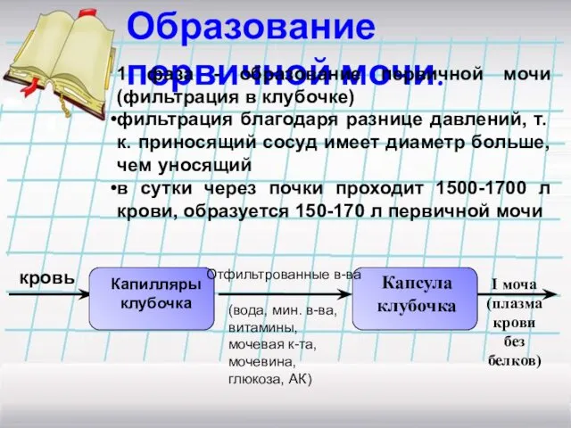 Образование первичной мочи. 1 фаза - образование первичной мочи (фильтрация в