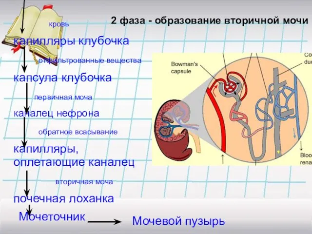 кровь капилляры клубочка отфильтрованные вещества капсула клубочка первичная моча каналец нефрона