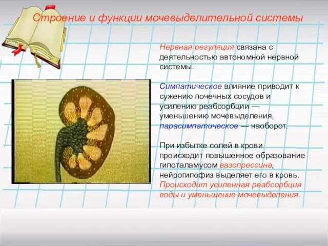 Нервная регуляция связана с деятельностью автономной нервной системы. Симпатическое влияние приводит