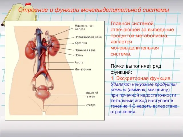 Строение и функции мочевыделительной системы Главной системой, отвечающей за выведение продуктов