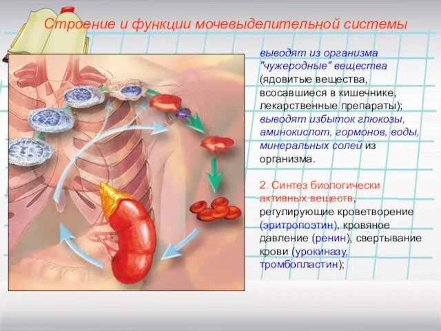 Строение и функции мочевыделительной системы выводят из организма "чужеродные" вещества (ядовитые