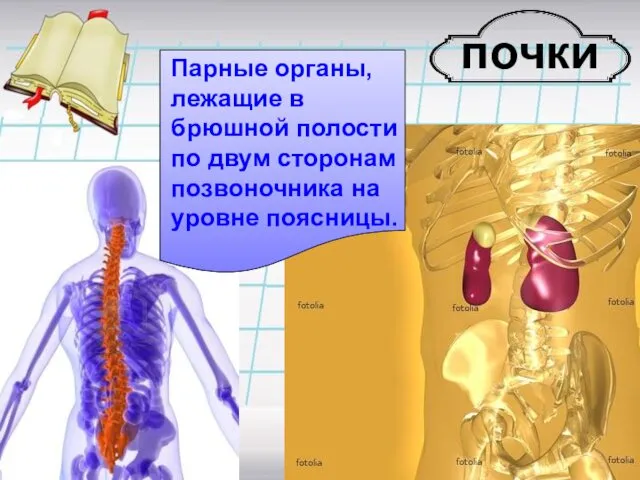 почки Парные органы, лежащие в брюшной полости по двум сторонам позвоночника на уровне поясницы.