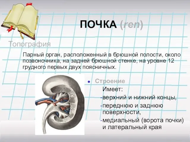 ПОЧКА (ren) Топография Парный орган, расположенный в брюшной полости, около позвоночника,