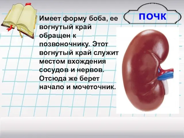 почки Имеет форму боба, ее вогнутый край обращен к позвоночнику. Этот