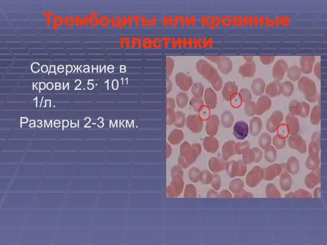 Тромбоциты или кровяные пластинки Содержание в крови 2.5· 1011 1/л. Размеры 2-3 мкм.