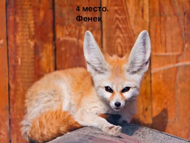 4 место. Фенек