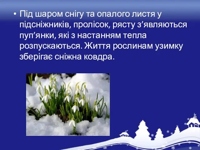 Під шаром снігу та опалого листя у підсніжників, пролісок, рясту з’являються