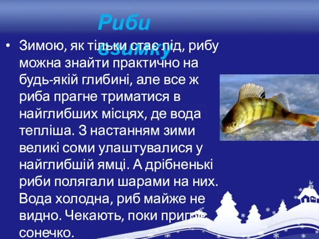 Риби взимку Зимою, як тільки стає лід, рибу можна знайти практично