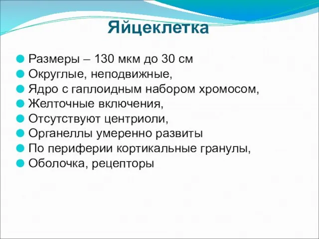 Яйцеклетка Размеры – 130 мкм до 30 см Округлые, неподвижные, Ядро