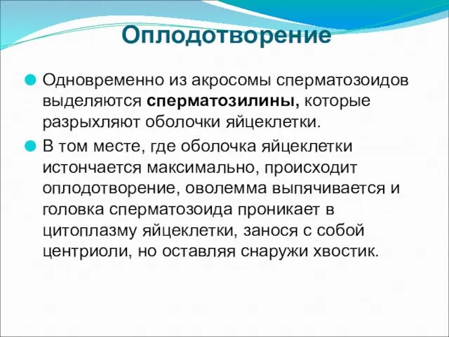 Оплодотворение Одновременно из акросомы сперматозоидов выделяются сперматозилины, которые разрыхляют оболочки яйцеклетки.