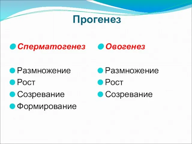 Прогенез Сперматогенез Размножение Рост Созревание Формирование Овогенез Размножение Рост Созревание