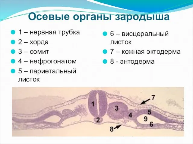 Осевые органы зародыша 1 – нервная трубка 2 – хорда 3