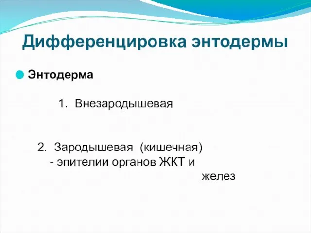 Дифференцировка энтодермы Энтодерма 1. Внезародышевая 2. Зародышевая (кишечная) - эпителии органов ЖКТ и желез