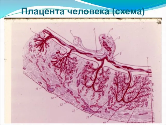 Плацента человека (схема)