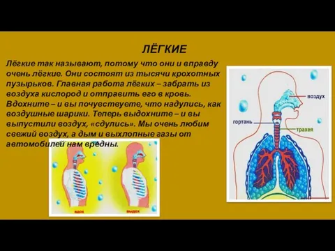 ЛЁГКИЕ Лёгкие так называют, потому что они и вправду очень лёгкие.